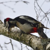 Buntspecht Männchen - Biotop Am Stausee 31. März 2018 (© Ricardo Oliveira)