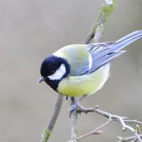 Kohlmeise - Biotop Am Stausee 31. März 2018 (© Ricardo Oliveira)