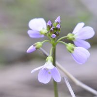 Wiesenschaumkraut - Biotop Am Stausee 31. März 2018 (© Ricardo Oliveira)