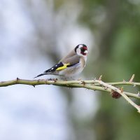 Distelfink - Biotop Am Stausee 31. März 2018 (© Ricardo Oliveira)