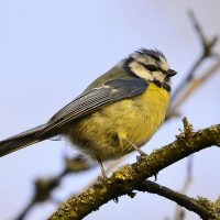 Blaumeise - Biotop Am Stausee 31. März 2018 (© Ricardo Oliveira)