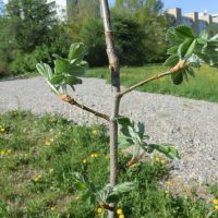Neu gepflanzter Speierlingbaum 1 - Biotop Am Stausee, 21. April 2018 (© NVVB)