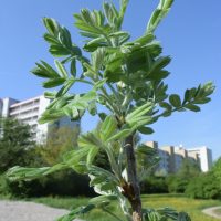 Neu gepflanzter Speierlingbaum 1 - Biotop Am Stausee, 21. April 2018 (© NVVB)