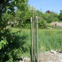 Neu gepflanzter Speierlingbaum 2 - Biotop Am Stausee, 21. April 2018 (© NVVB)