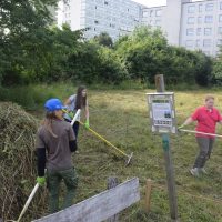 Heuen im "Biotop Am Stausee" - 15. Juni 2018 (© NVVB)