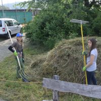 Heuen im "Biotop Am Stausee" - 15. Juni 2018 (© NVVB)