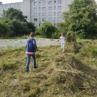 Heuen im "Biotop Am Stausee" - 15. Juni 2018 (© NVVB)