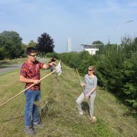 Heuen im "Biotop Am Stausee" - 15. Juni 2018 (© NVVB)