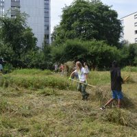 Heuen im "Biotop Am Stausee" - 15. Juni 2018 (© NVVB)