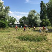 Heuen im "Biotop Am Stausee" - 15. Juni 2018 (© NVVB)