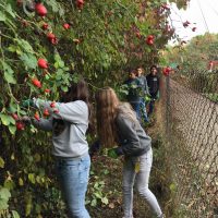 Umwelteinsatz mit Primarschule - Biotop Am Stausee, 24. Okt. 2018 (© NVVB)