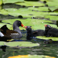 Teichhuhn am füttern der Jungen - Biotop Am Stausee, 14 Juni 2021 © Ricardo Olveira