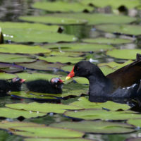 Teichhuhn mit zwei Küken - Biotop Am Stausee, 6 Juni 2021 © Ricardo Olveira