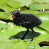 Teichhuhnküken - Biotop Am Stausee, 14 Juni 2021 © Ricardo Olveira