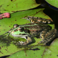 Wasserfrosch(-Komplex) - Biotop Am Stausee, 14 Juni 2021 © Ricardo Olveira