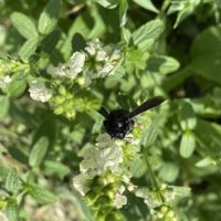 Holzbiene am Aufrechte Ziest - Biotop Am Stausee, 15.Juni 2021 © NVVB