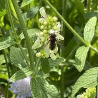 Wollbiene auf Aufrechtem Ziest - Biotop Am Stausee, 15.Juni 2021 © NVVB