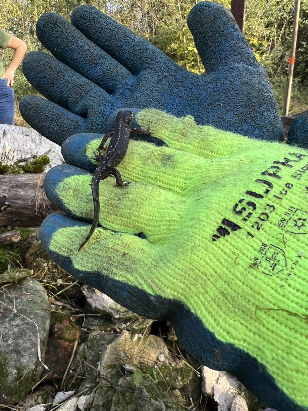 Pflegeeinsatz 28.BL-Naturschutztag - Biotop Am Stausee, 29.Okt.2022 (© NVVB)