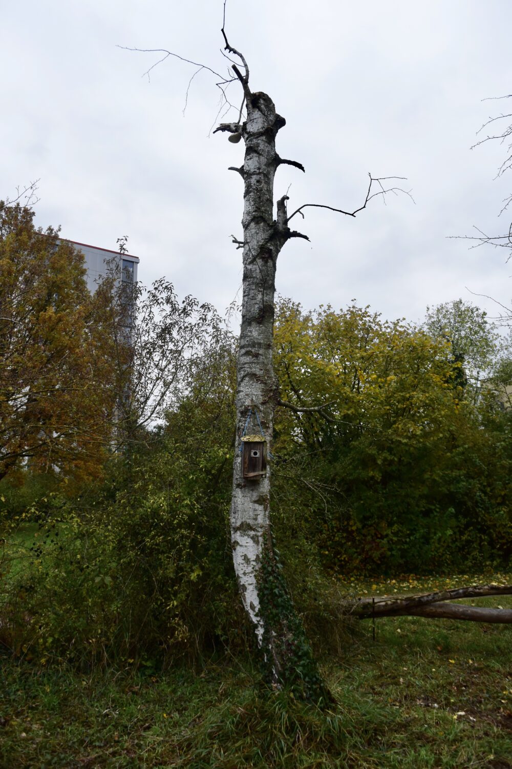 Abgestorbene Birke - Biotop Am Stausee, November 2019 (© NVVB)