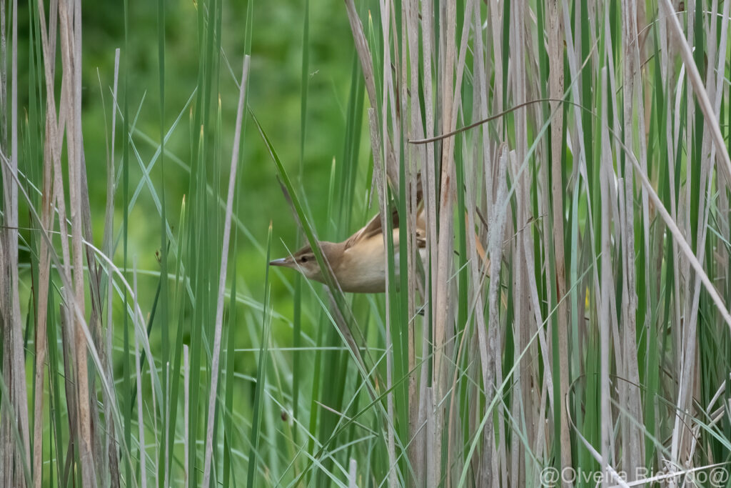 Drosselrohrsänger am Teich während dem Wildpflanzenmarkt - Biotop Am Stausee, 13. Mai 2023 (© Ricardo Olveira)