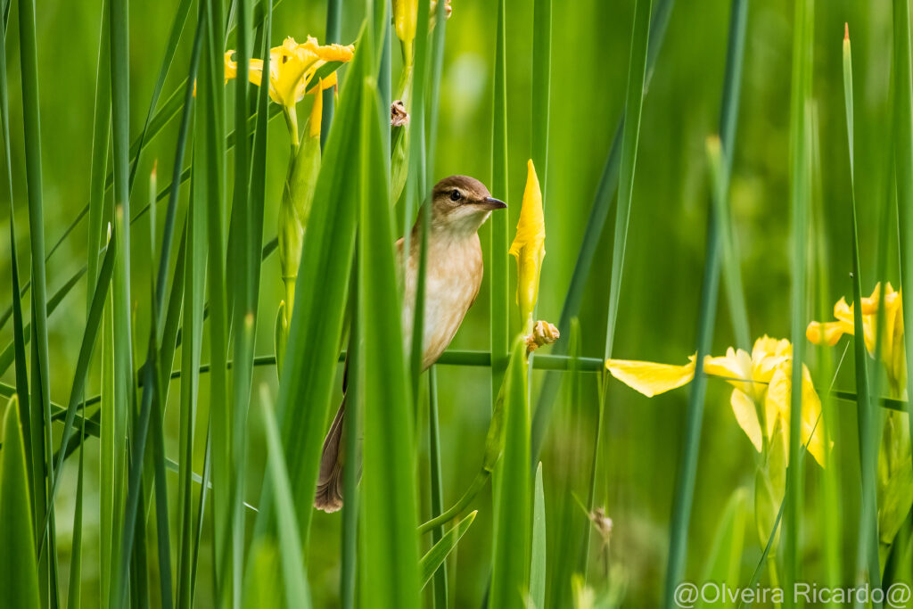 Drosselrohrsänger am Teich während dem Wildpflanzenmarkt - Biotop Am Stausee, 13. Mai 2023 (© Ricardo Olveira)