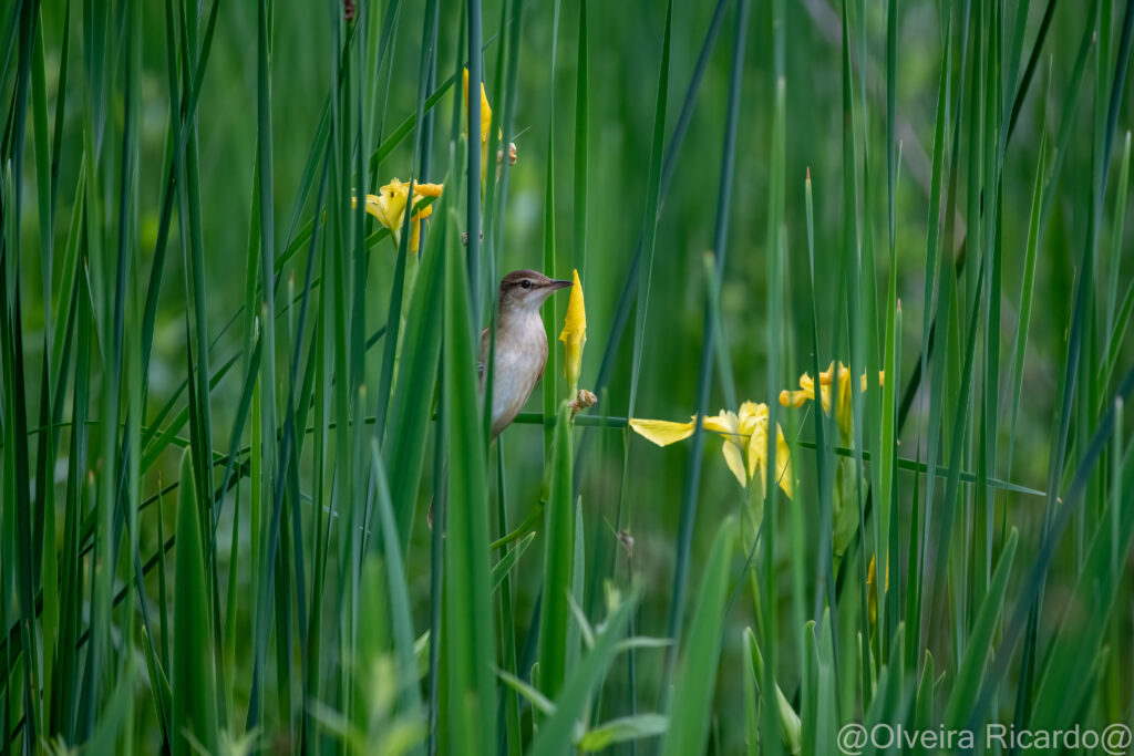 Drosselrohrsänger am Teich während dem Wildpflanzenmarkt - Biotop Am Stausee, 13. Mai 2023 (© Ricardo Olveira)