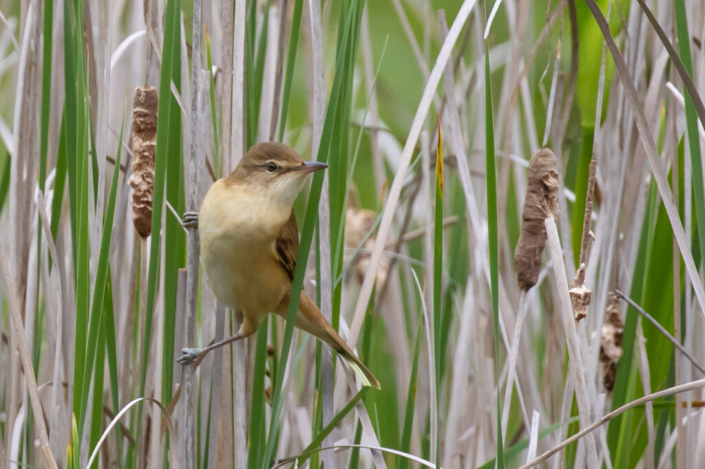 Drosselrohrsänger während dem Wildpflanzenmarkt - Biotop Am Stausee, 13. Mai 2023 (© Magdalena Nogaj)