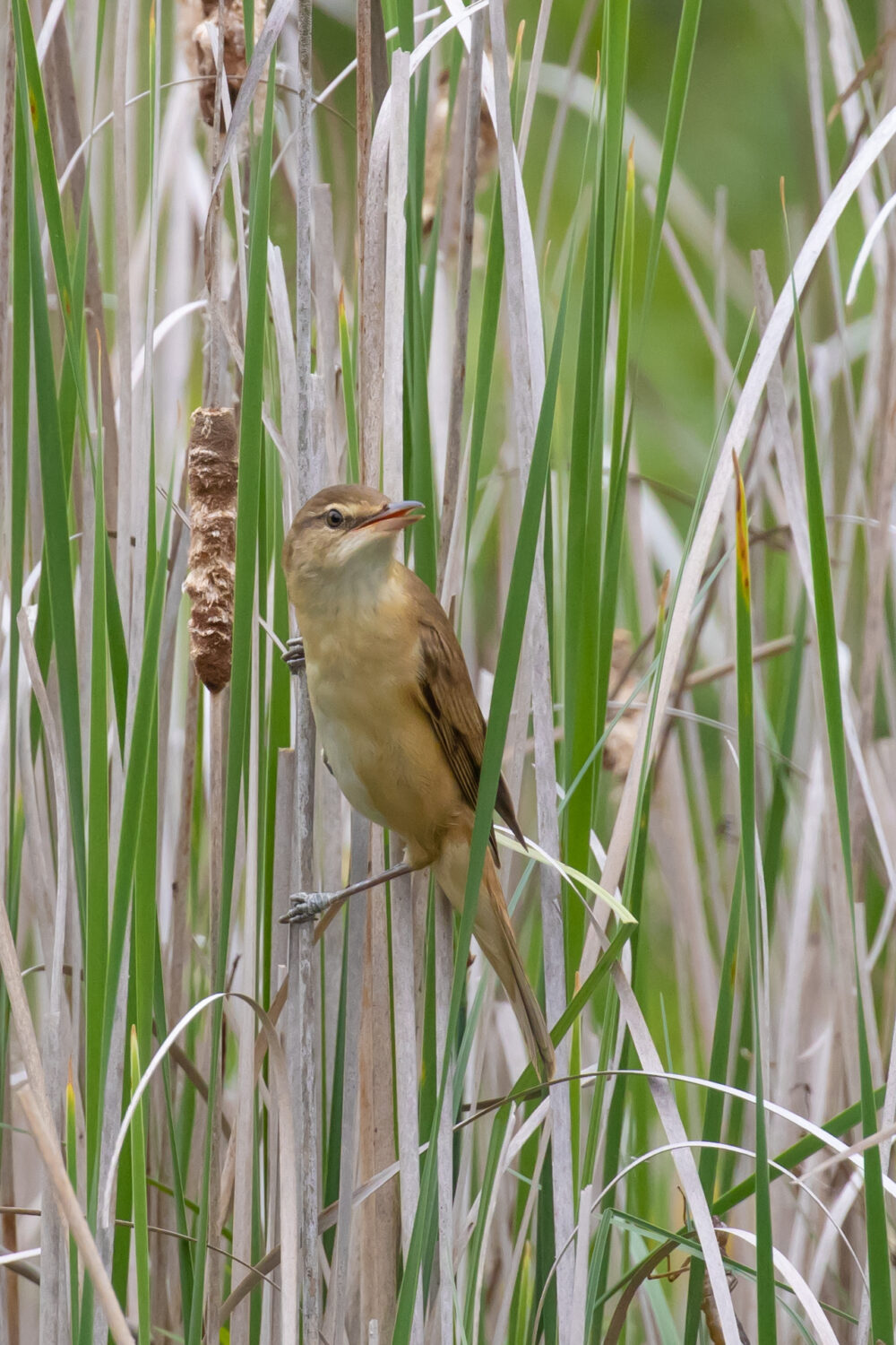 Drosselrohrsänger während dem Wildpflanzenmarkt - Biotop Am Stausee, 13. Mai 2023 (© Magdalena Nogaj)