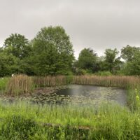 Teich beim Abendspazergang - Biotop Am Stausee, 9. Mai 2023 (© NVVB)