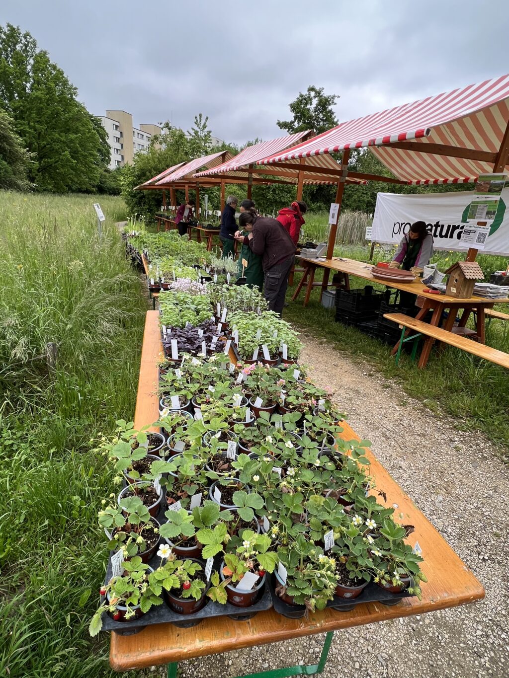 Wildpflanzenmarkt - Biotop Am Stausee, 13. Mai 2023 (© NVVB)