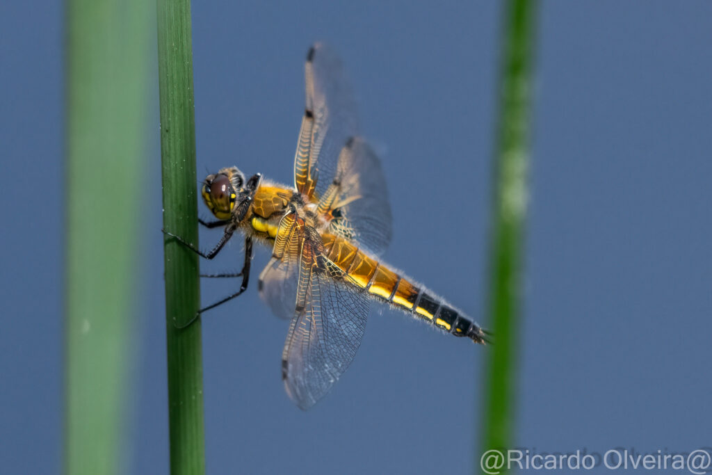 Vierfleck Libelle - «Biotop Am Stausee», 22. Mai 2024 © Ricardo Olveira