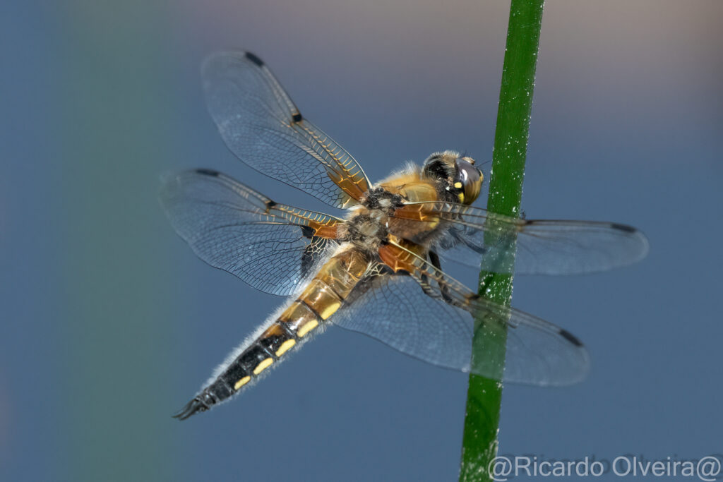 Vierfleck Libelle - «Biotop Am Stausee», 22. Mai 2024 © Ricardo Olveira