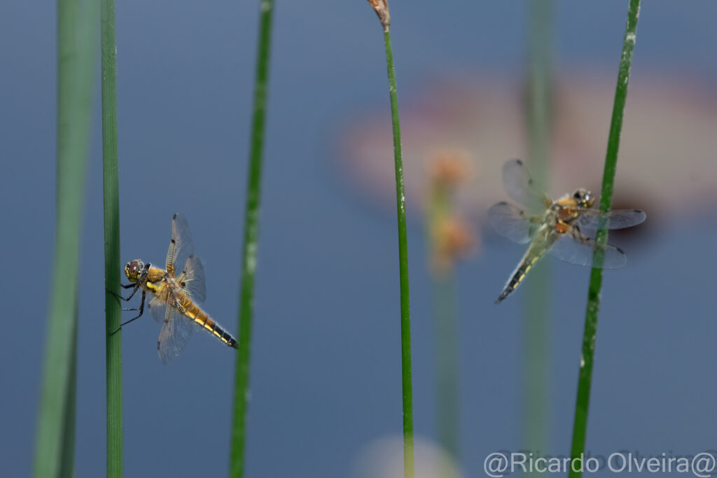 Vierfleck Libellen - «Biotop Am Stausee», 22. Mai 2024 © Ricardo Olveira