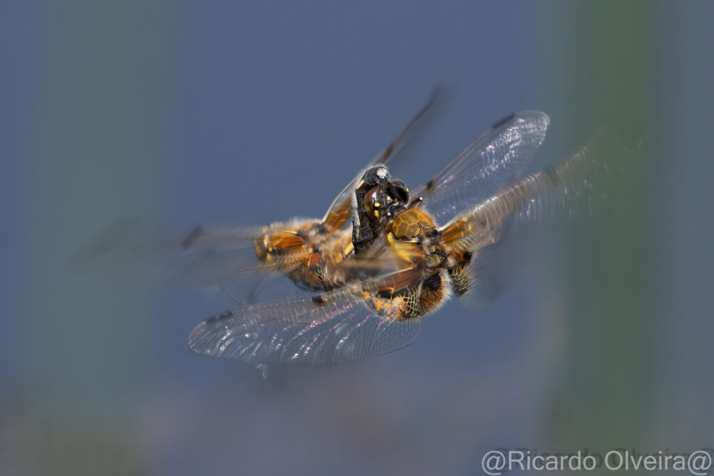 Paarung Vierfleck Libelle - «Biotop Am Stausee», 22. Mai 2024 © Ricardo Olveira