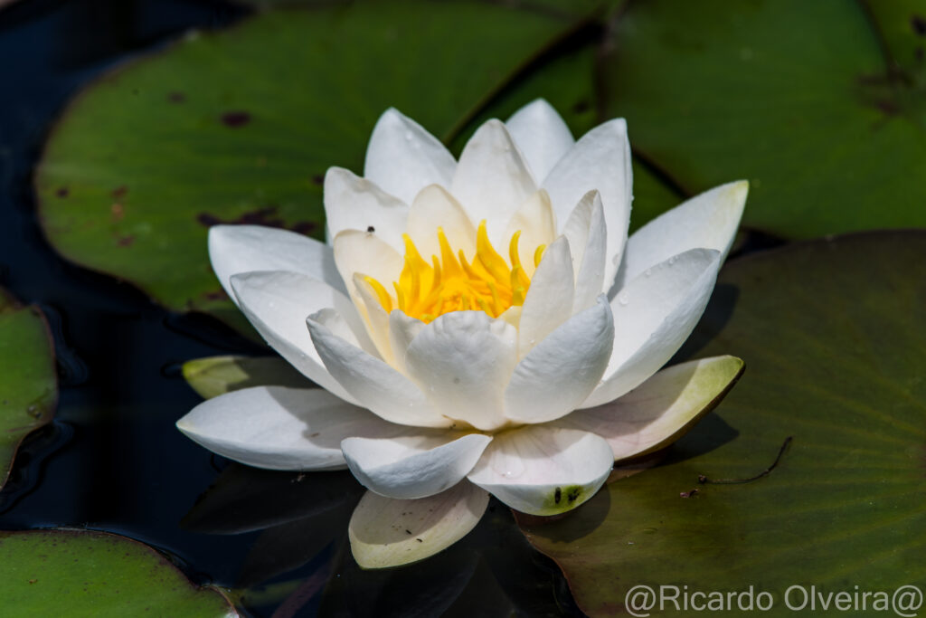 Weisse Seerose - «Biotop Am Stausee», 22. Mai 2024 © Ricardo Olveira