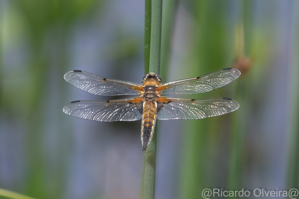 Vierfleck Libelle - «Biotop Am Stausee», 22. Mai 2024 © Ricardo Olveira