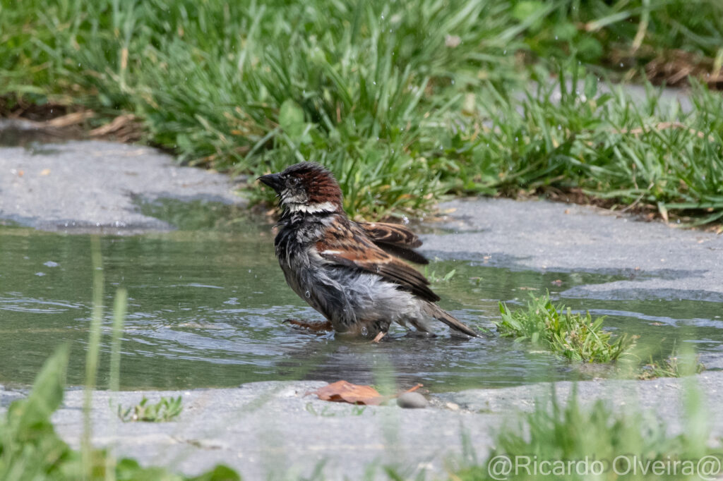 Badender Haussperling Männchen - «Biotop Am Stausee», 22. Mai 2024 © Ricardo Olveira