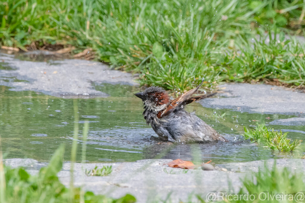 Badender Haussperling Männchen - «Biotop Am Stausee», 22. Mai 2024 © Ricardo Olveira