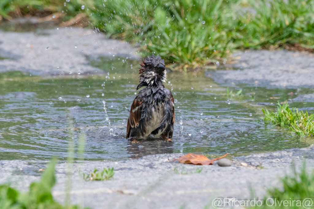 Badender Haussperling Männchen - «Biotop Am Stausee», 22. Mai 2024 © Ricardo Olveira