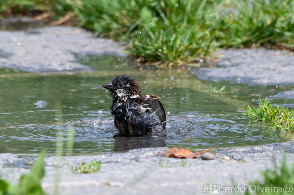 Badender Haussperling Männchen - «Biotop Am Stausee», 22. Mai 2024 © Ricardo Olveira