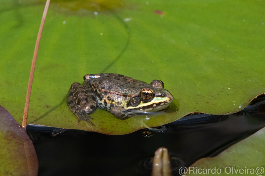 Wasserfrosch - «Biotop Am Stausee», 22. Mai 2024 © Ricardo Olveira