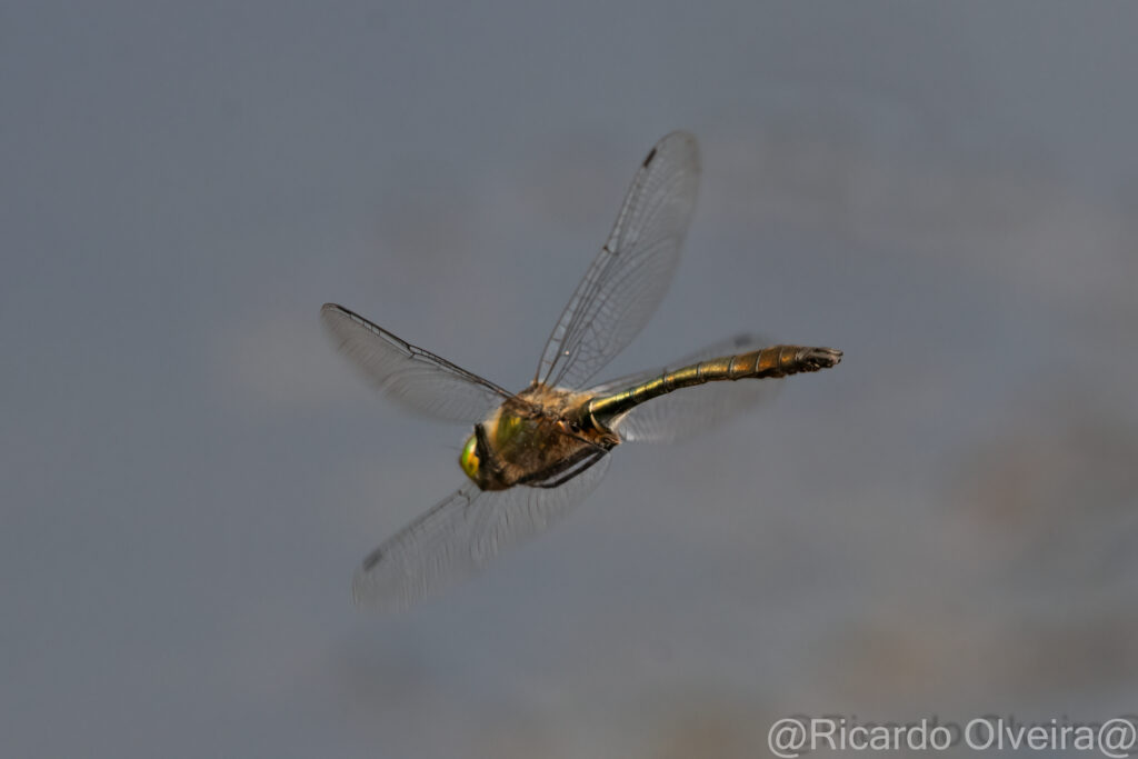 Falkenlibelle - «Biotop Am Stausee», 22. Mai 2024 © Ricardo Olveira