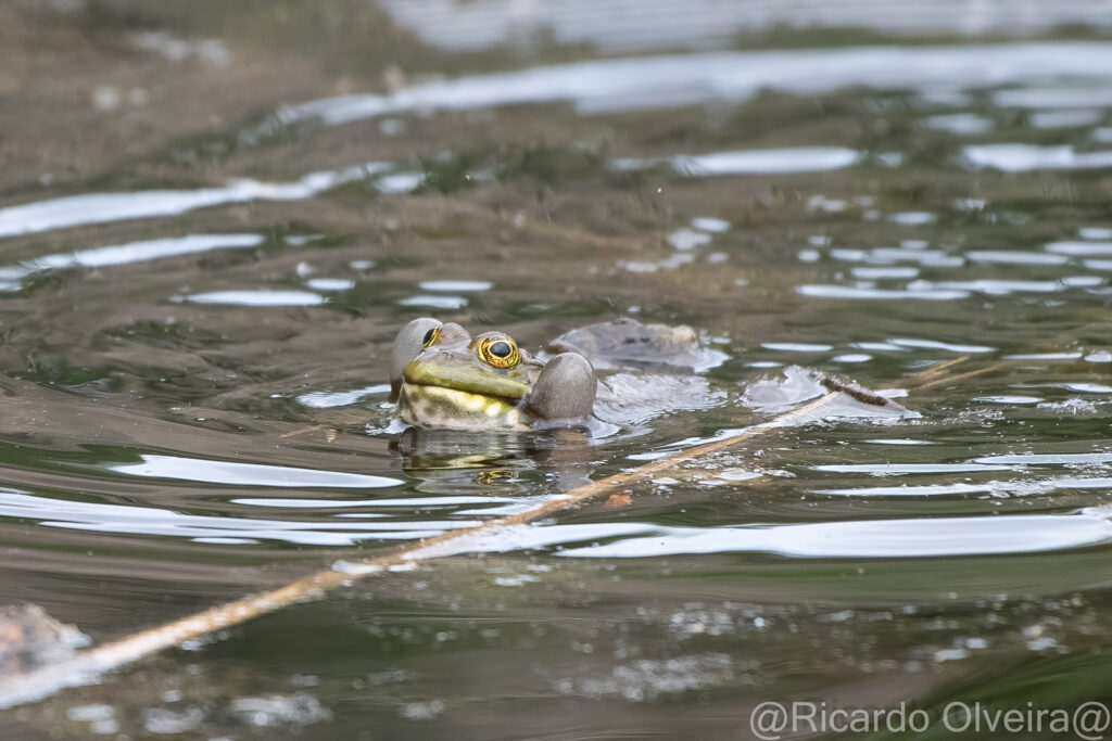 Wasserfrosch - «Biotop Am Stausee», 13. Mai 2024 © Ricardo Olveira