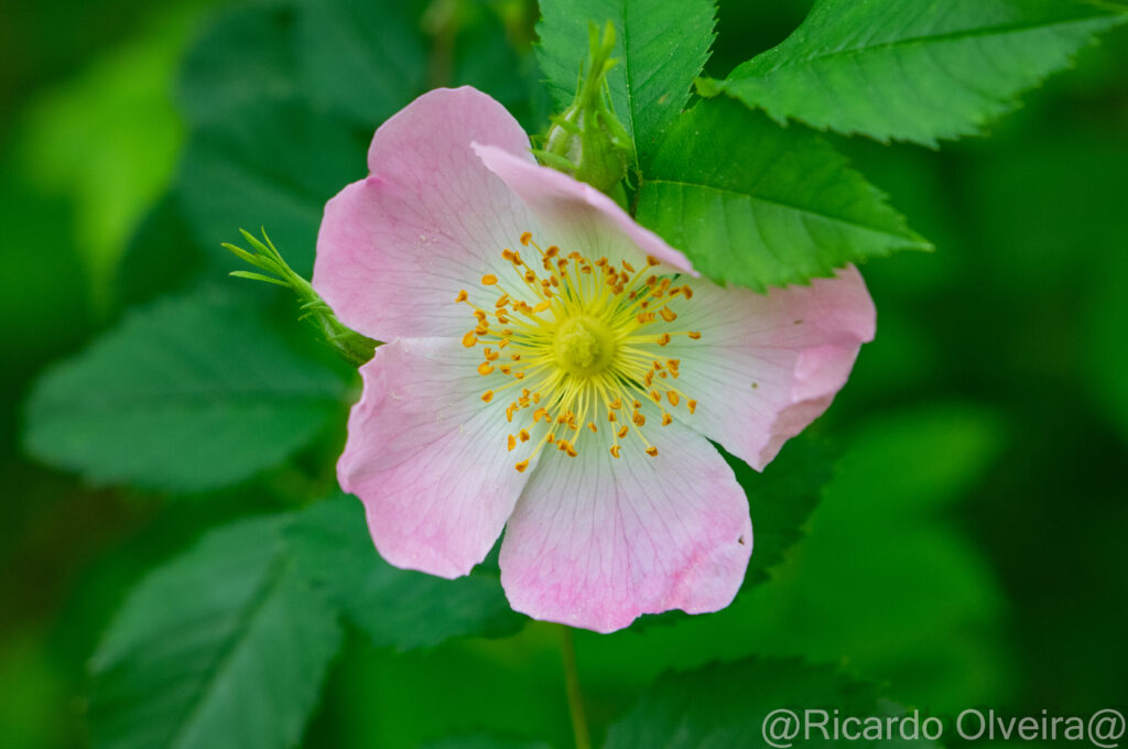 Hundsrose - «Biotop Am Stausee», 13. Mai 2024 © Ricardo Olveira