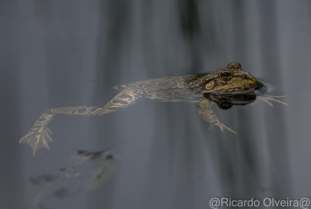 Wasserfrosch - «Biotop Am Stausee», 13. Mai 2024 © Ricardo Olveira