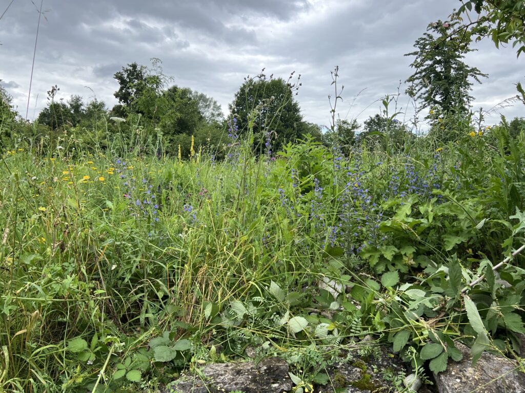 Oberhalb der Trockenmauer «Biotop Am Stausee»,23. Juni 2024 © NVVB