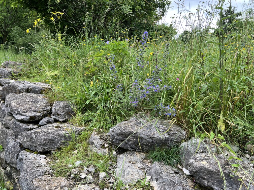 Oberhalb der Trockenmauer «Biotop Am Stausee»,23. Juni 2024 © NVVB