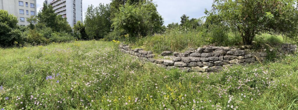 Wiese und Trockenmauer «Biotop Am Stausee», 5.Jul.2024 © NVVB