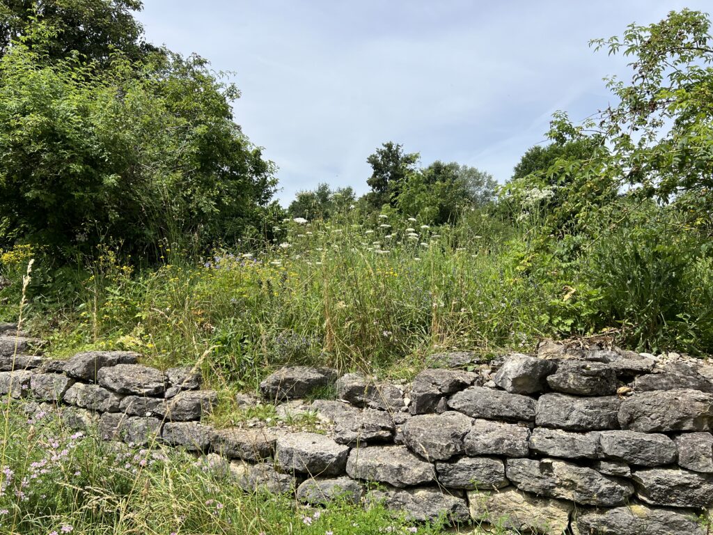 Trockenmauer «Biotop Am Stausee», 5.Jul.2024 © NVVB