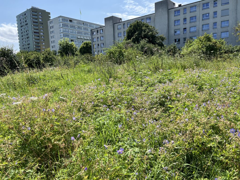 Wiese «Biotop Am Stausee», 17.Jul.2024 © NVVB